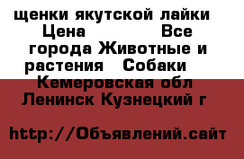 щенки якутской лайки › Цена ­ 15 000 - Все города Животные и растения » Собаки   . Кемеровская обл.,Ленинск-Кузнецкий г.
